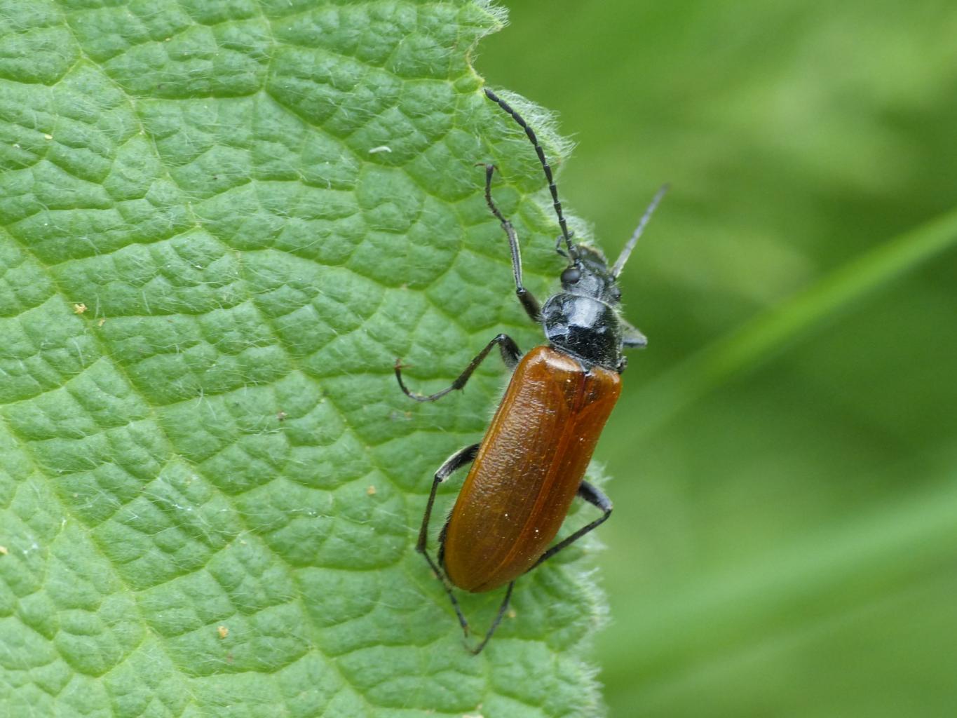 Omophlus cfr lepturoides